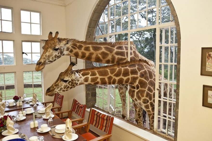Giraffe Manor: Spend night with giraffes - Kenya